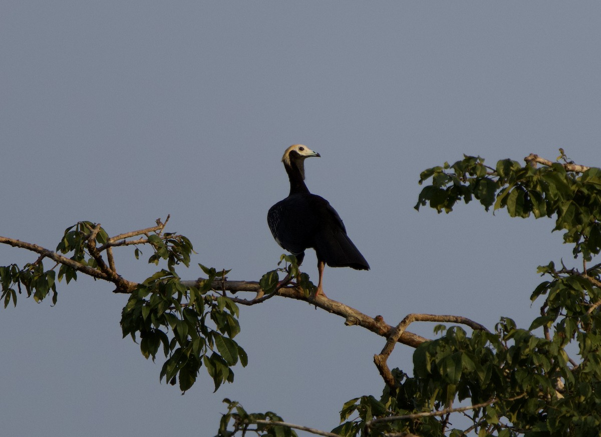 Абурі-крикун білоголовий - ML646075243