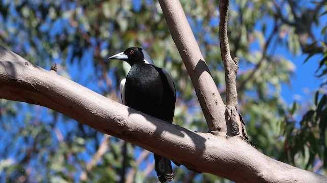 Australian Magpie - ML646075245