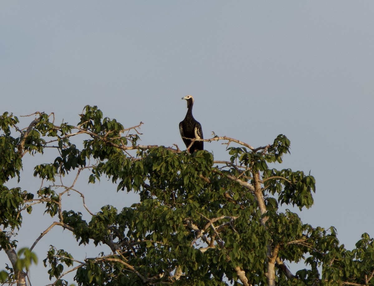 Абурі-крикун білоголовий - ML646075246