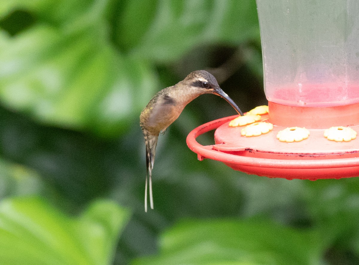 Great-billed Hermit (Amazonian) - ML646075247