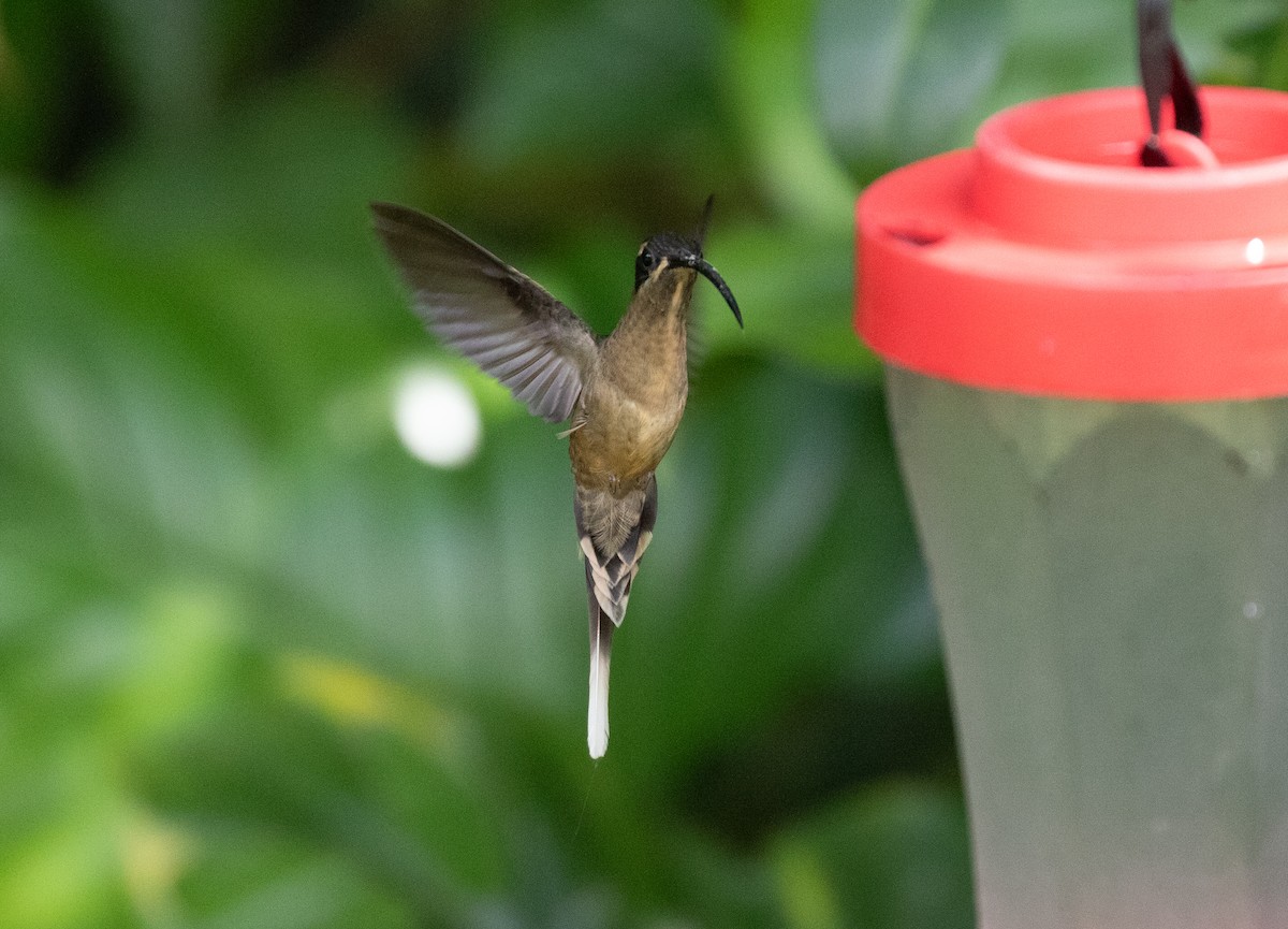 Great-billed Hermit (Amazonian) - ML646075248