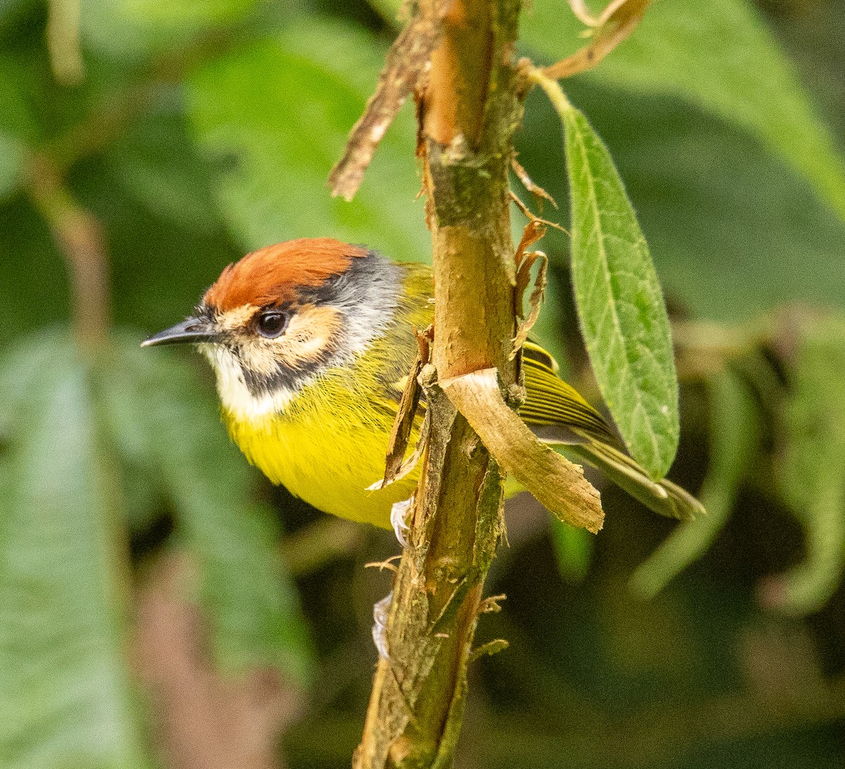 Rufous-crowned Tody-Flycatcher - ML646075249