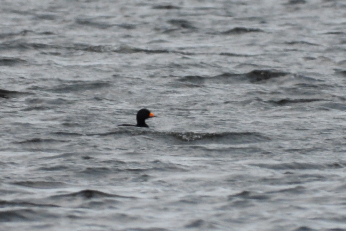 turpan žlutozobý - ML646075252