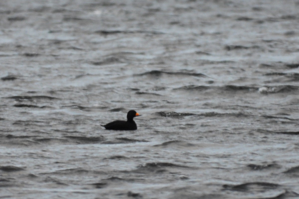 turpan žlutozobý - ML646075253