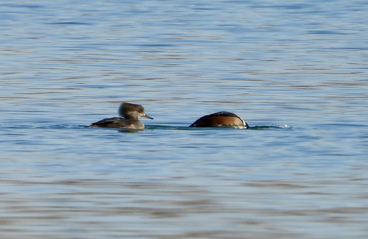 Hooded Merganser - ML646075257