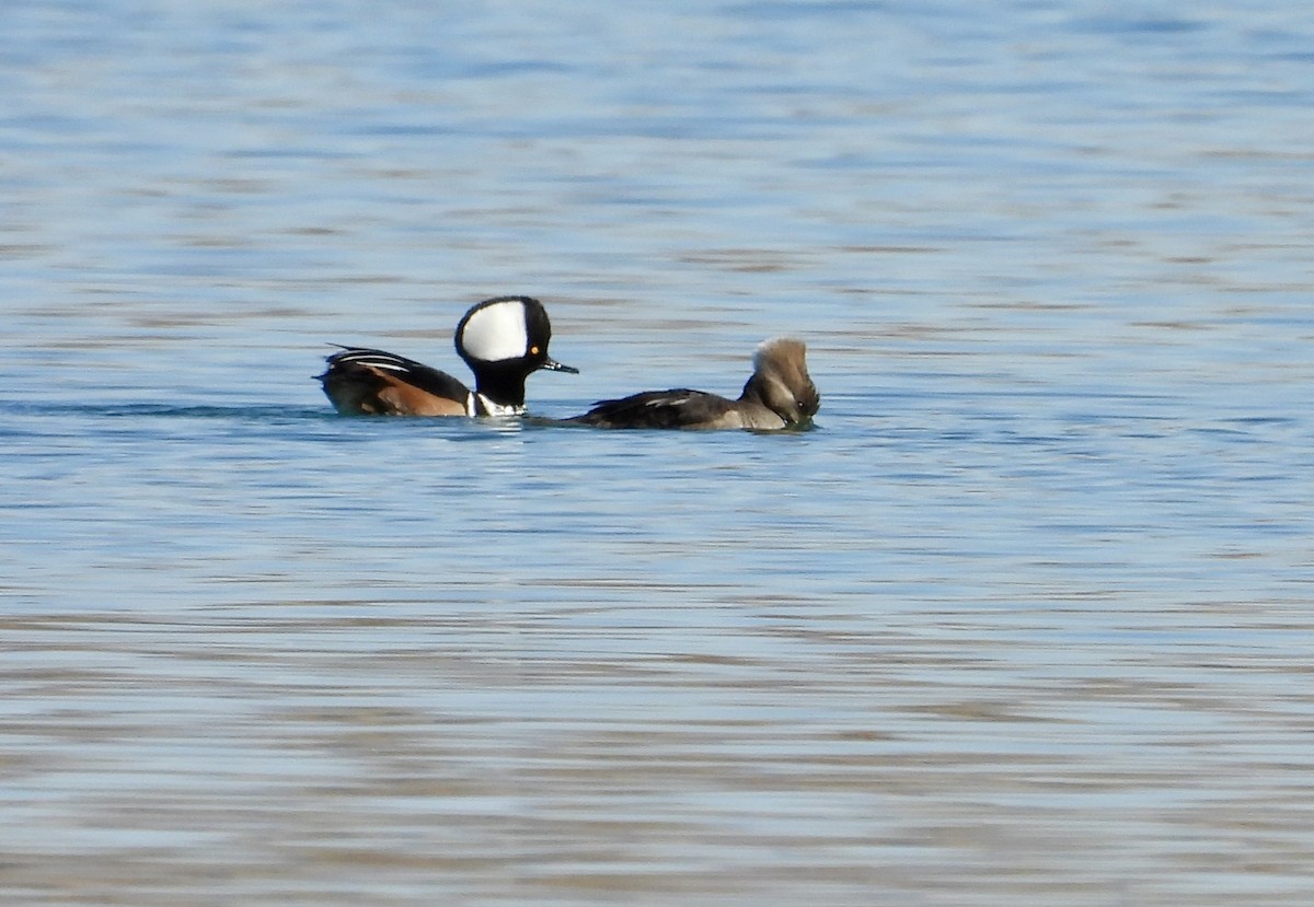 Hooded Merganser - ML646075258