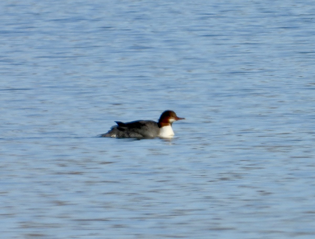 Common Merganser - ML646075265