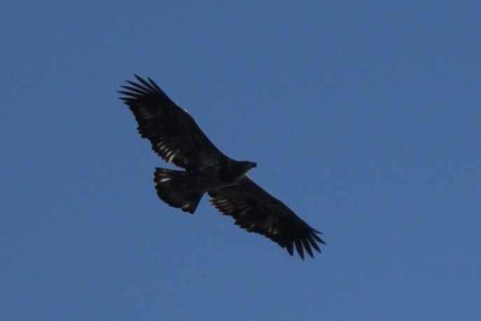 Bald Eagle - ML646075270