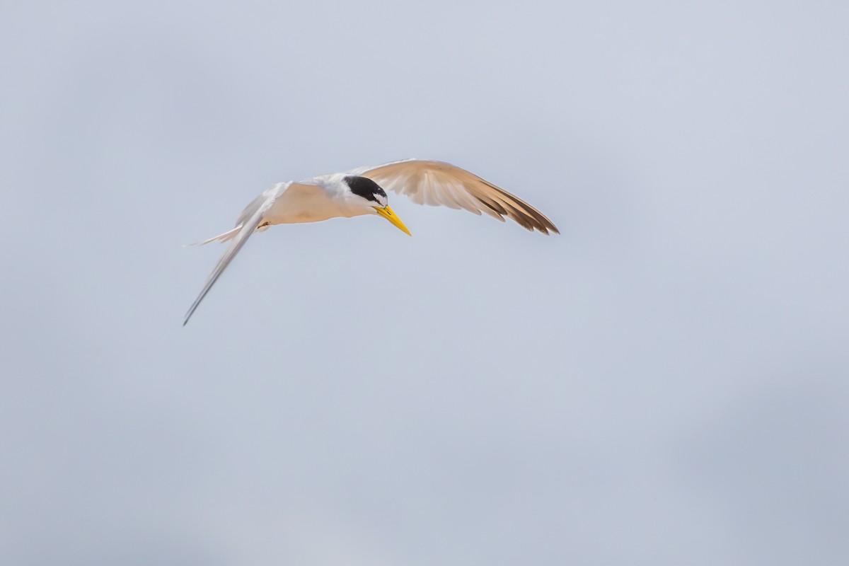 Amazon Sumrusu - ML646075277