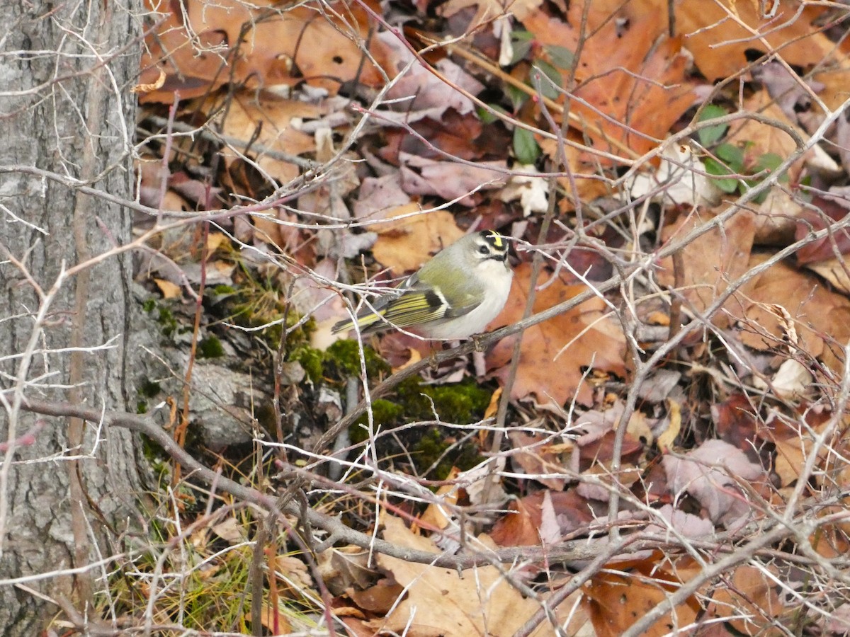 Golden-crowned Kinglet - ML646075279