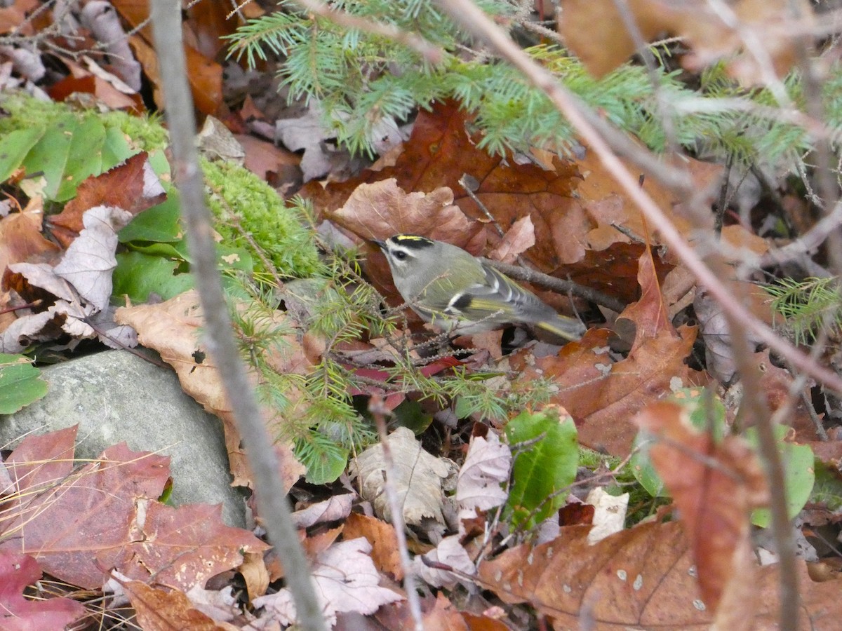 Golden-crowned Kinglet - ML646075280
