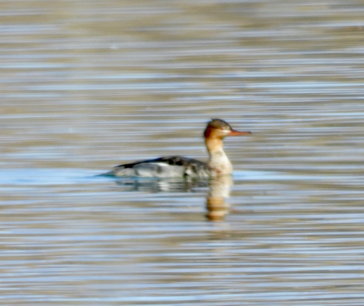 Red-breasted Merganser - ML646075289