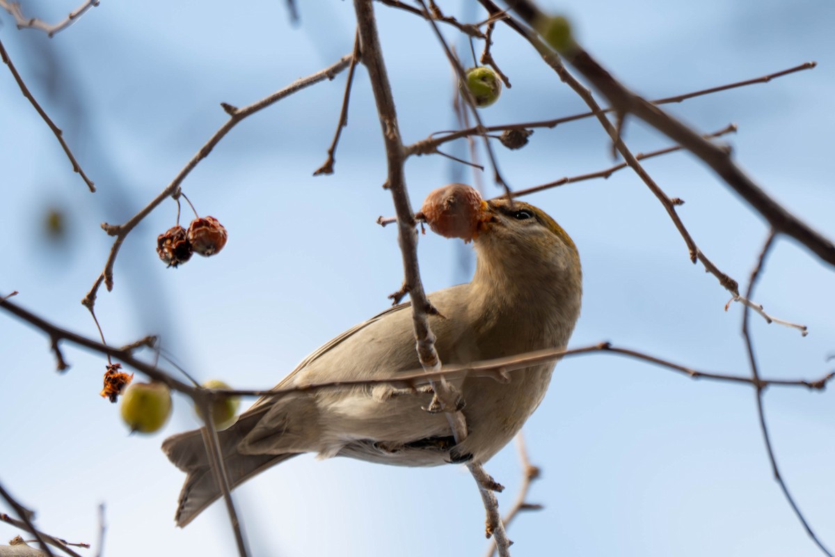 Смеречник тайговий - ML646075291