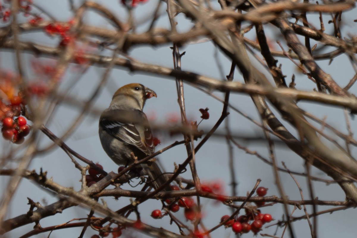 Смеречник тайговий - ML646075292