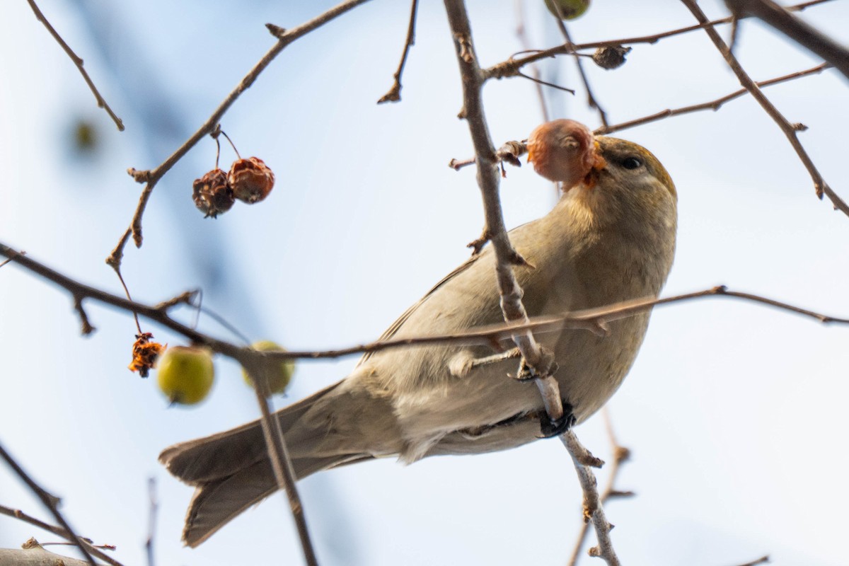 Смеречник тайговий - ML646075293