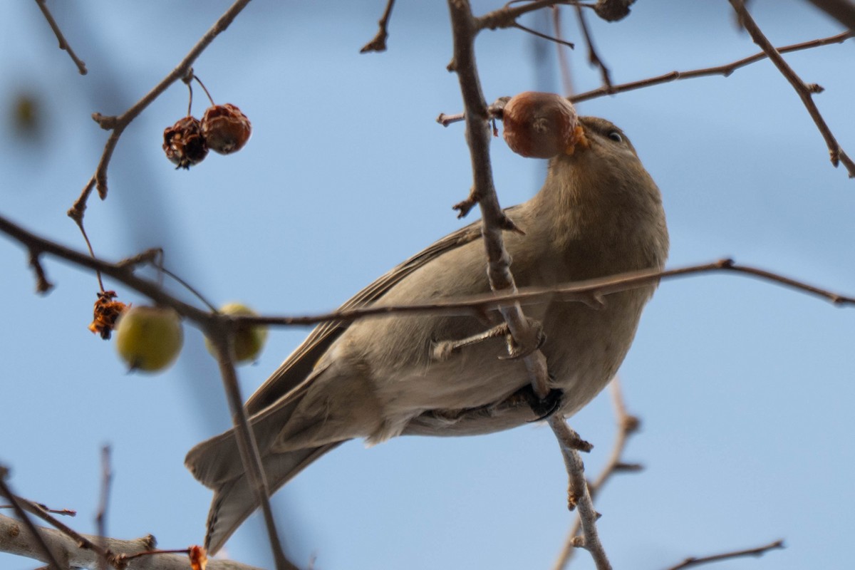 Смеречник тайговий - ML646075294
