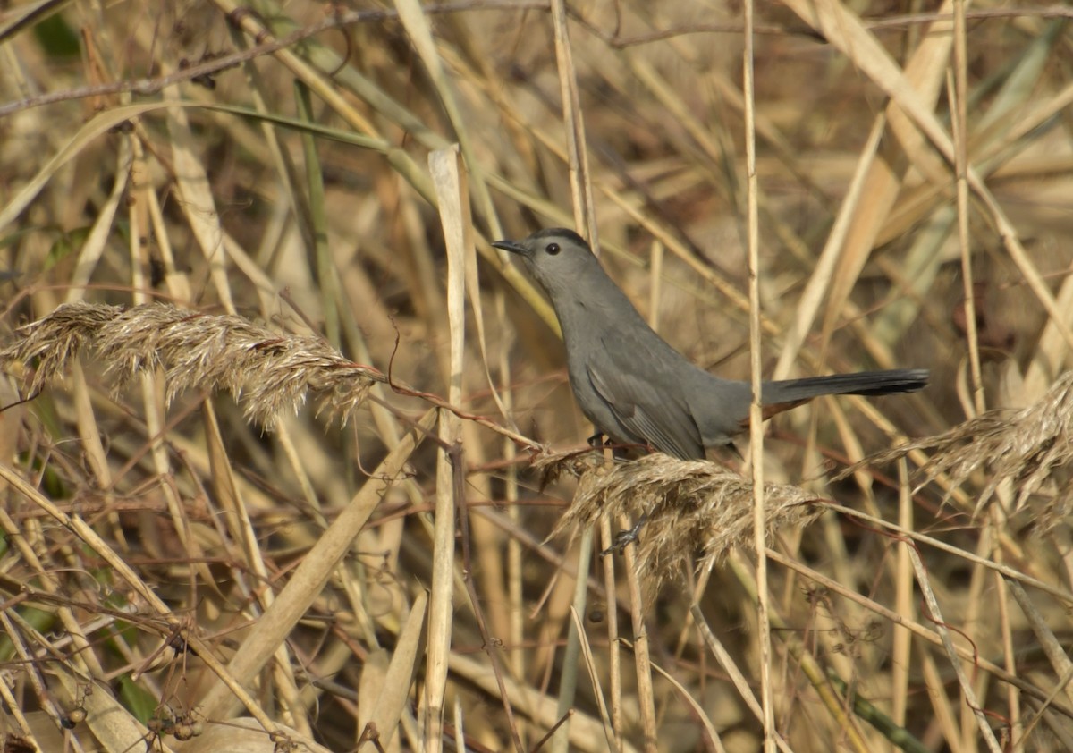 Gray Catbird - ML646075299