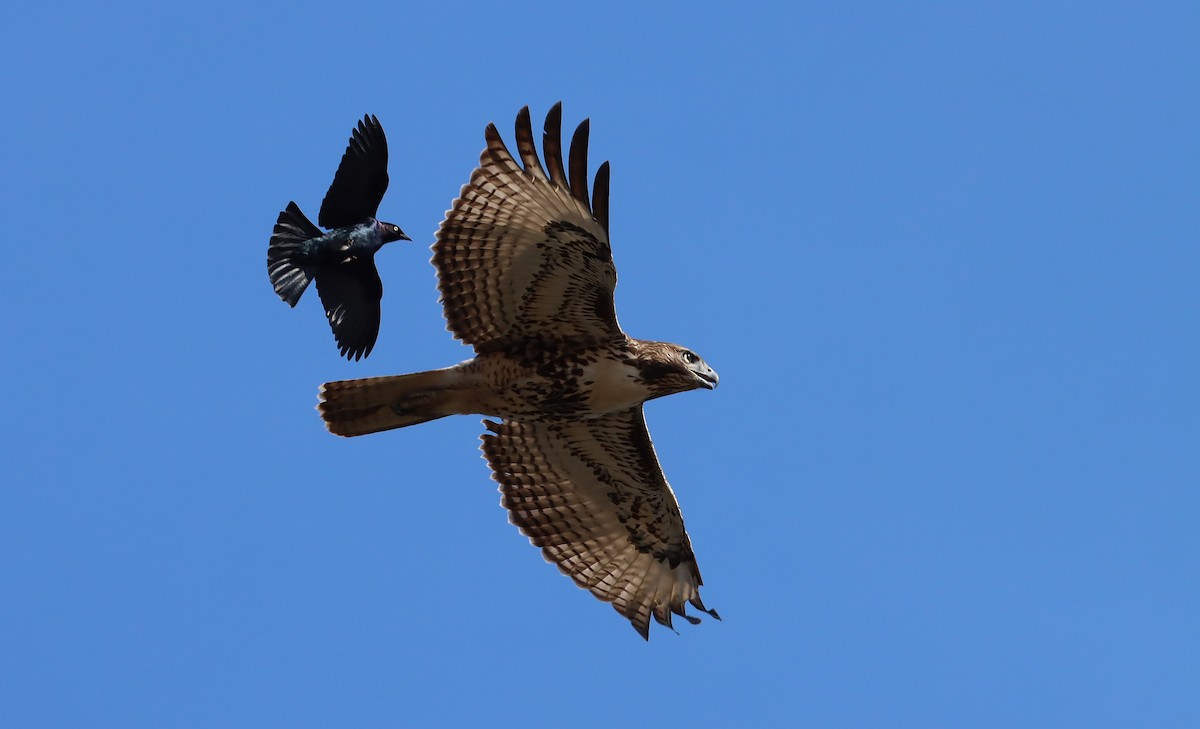Brewer's Blackbird - ML646075301