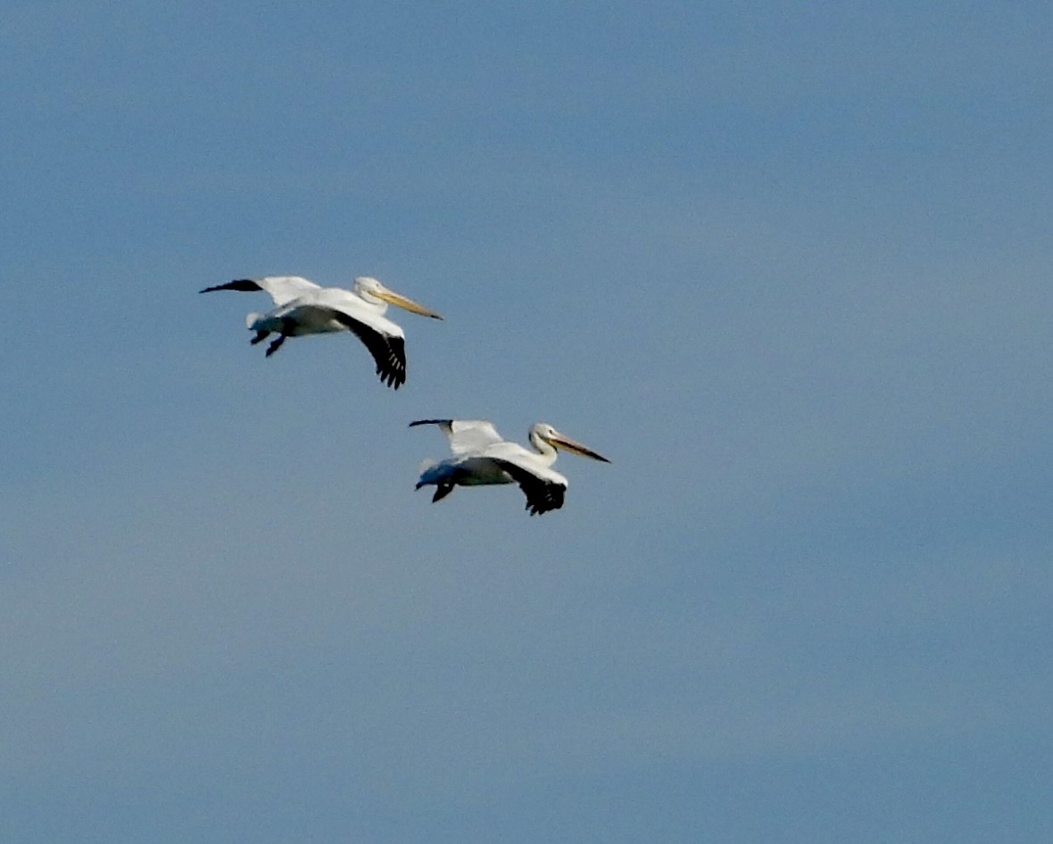 American White Pelican - ML646075306