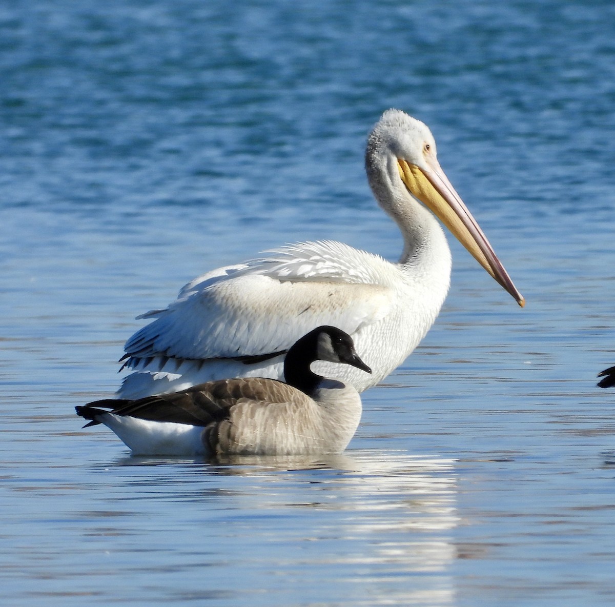 American White Pelican - ML646075307