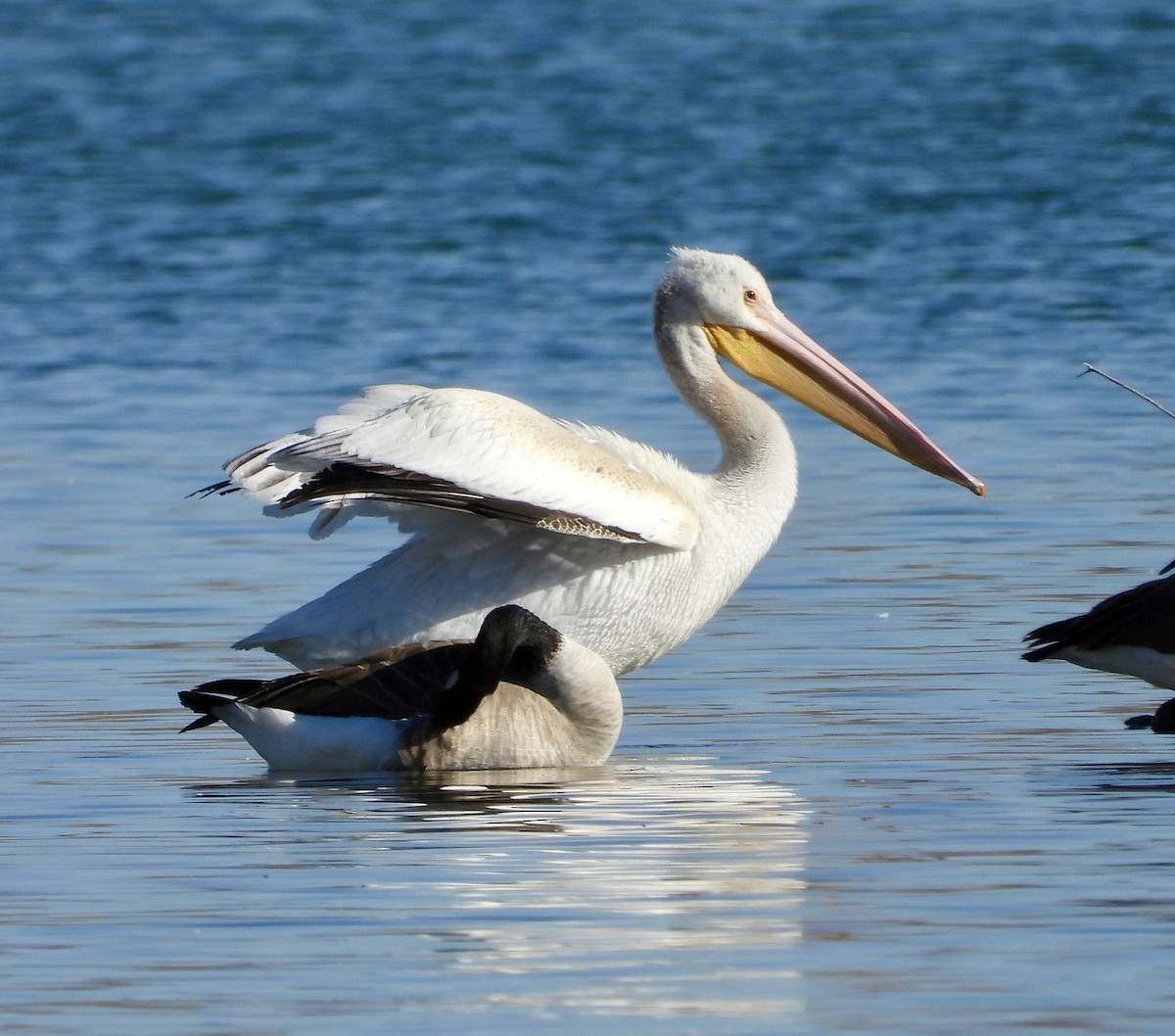 American White Pelican - ML646075308
