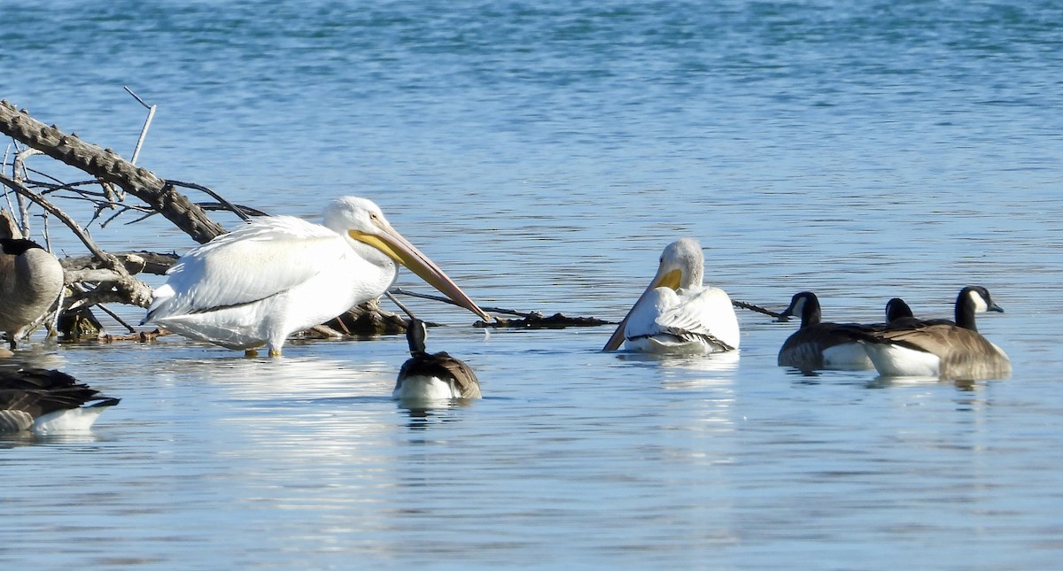 American White Pelican - ML646075309