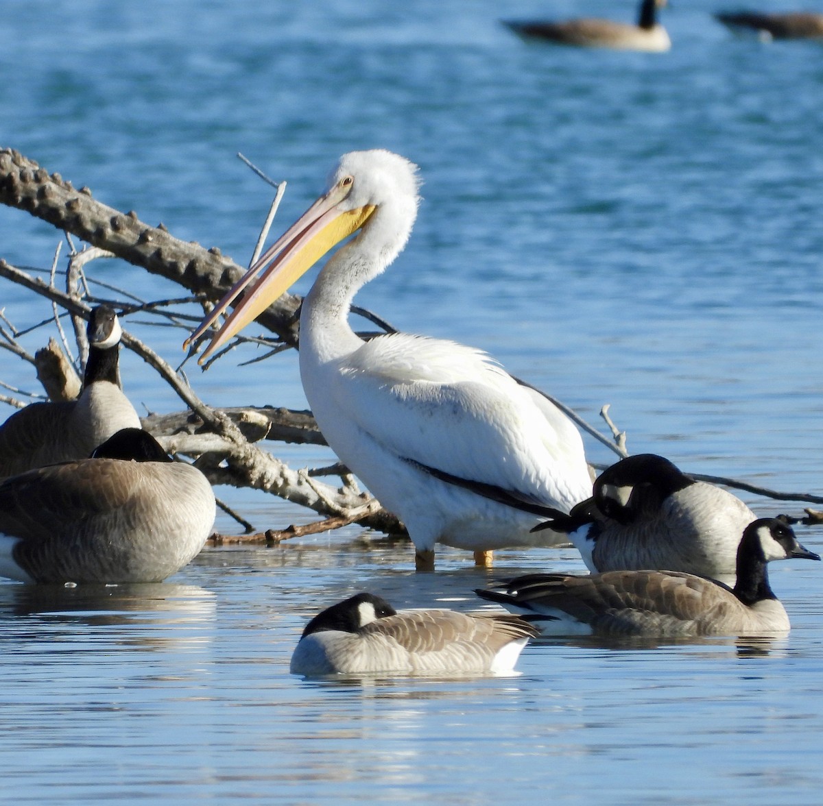 American White Pelican - ML646075311
