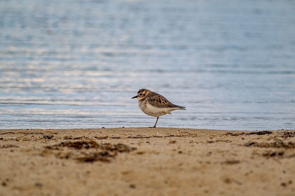 Double-banded Plover - ML646075312