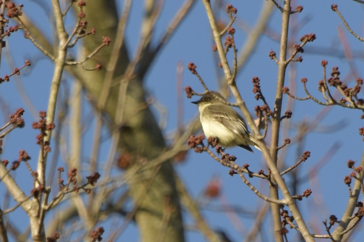 Eastern Phoebe - ML646075323