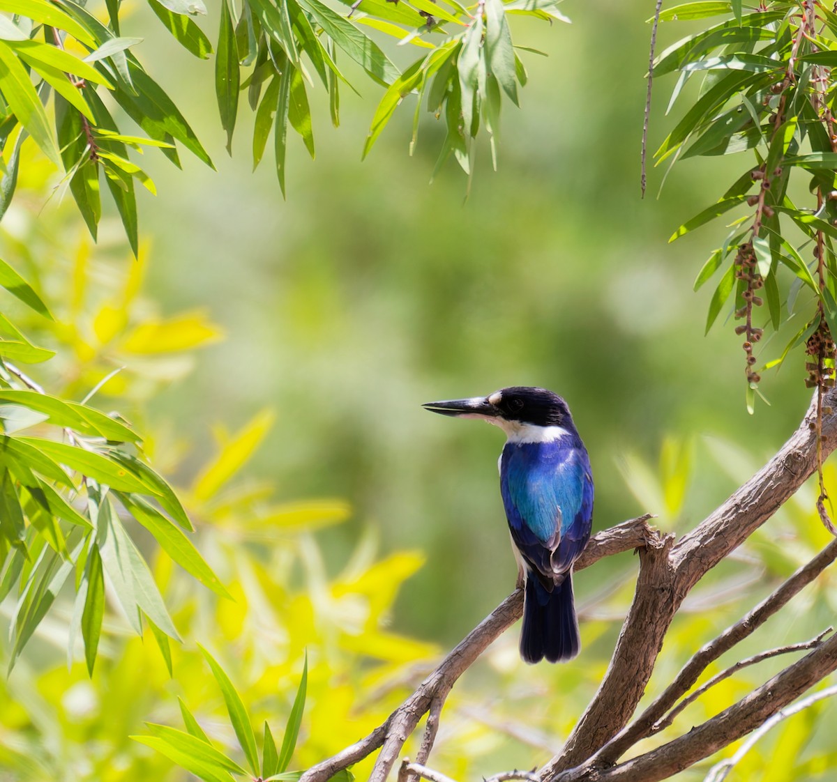 Forest Kingfisher - ML646075330
