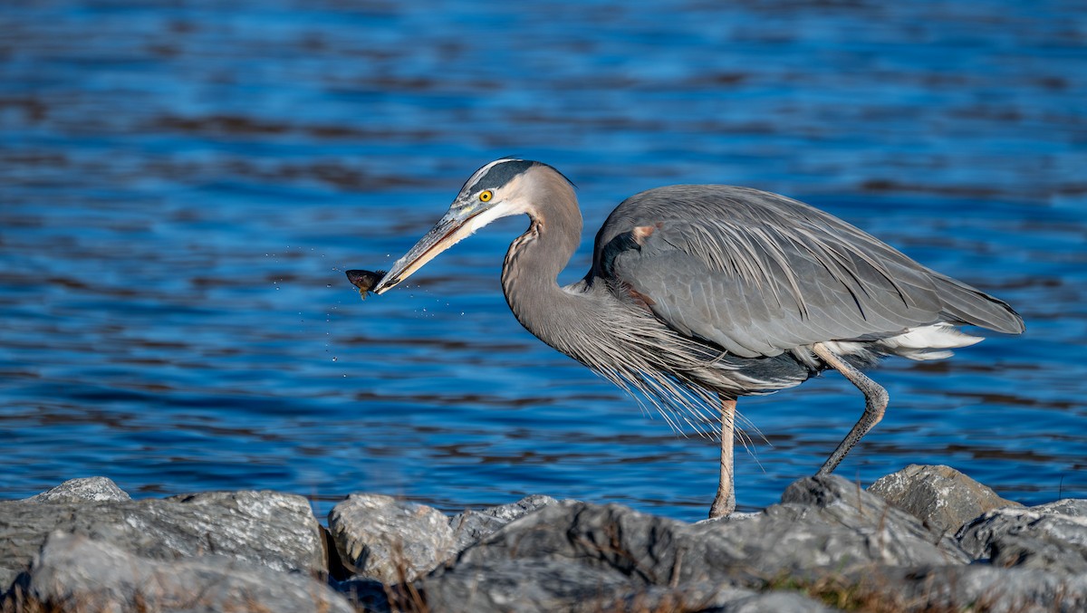 Great Blue Heron - ML646075334