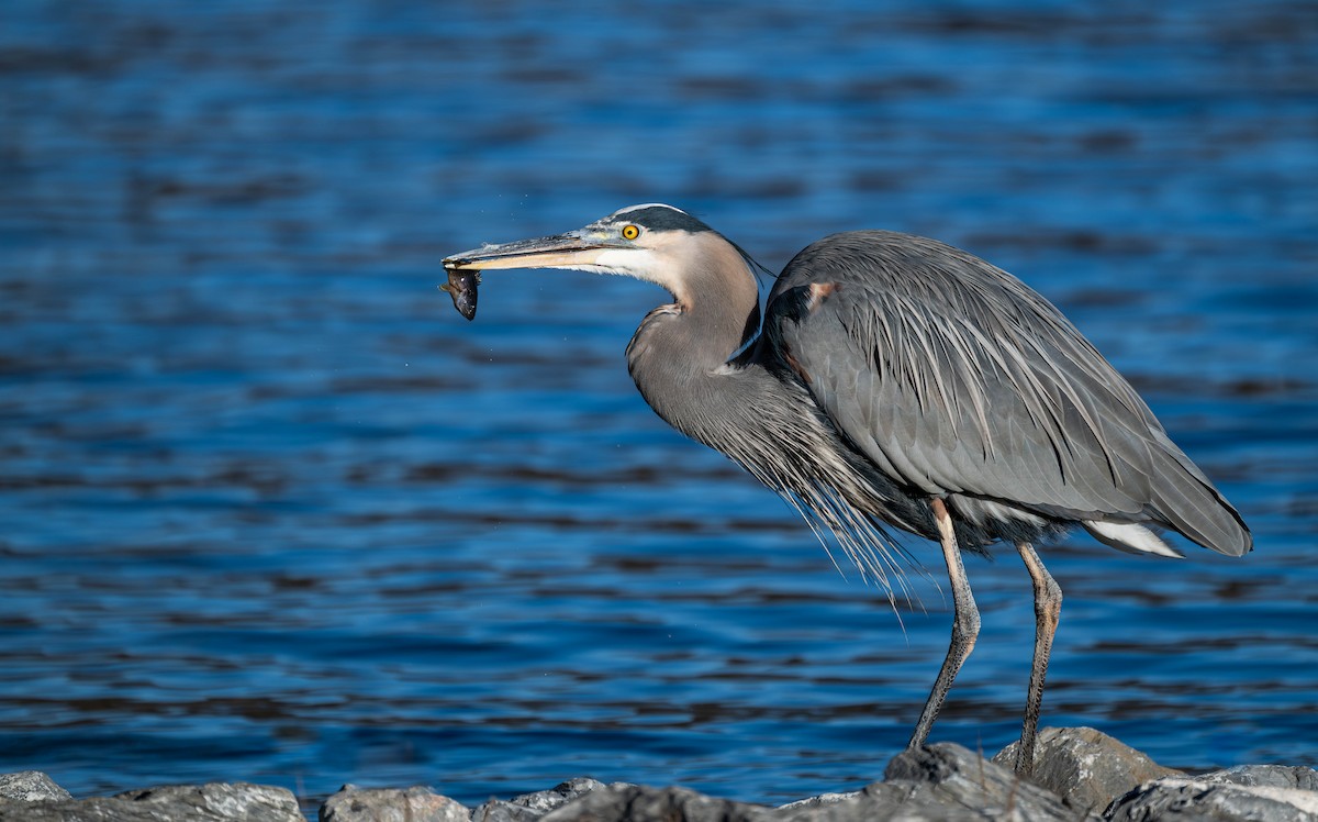 Great Blue Heron - ML646075335