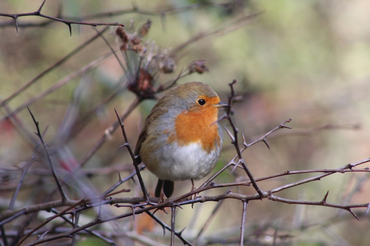 European Robin - ML646075340