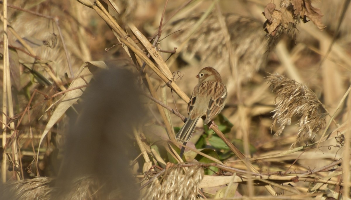 Field Sparrow - ML646075342