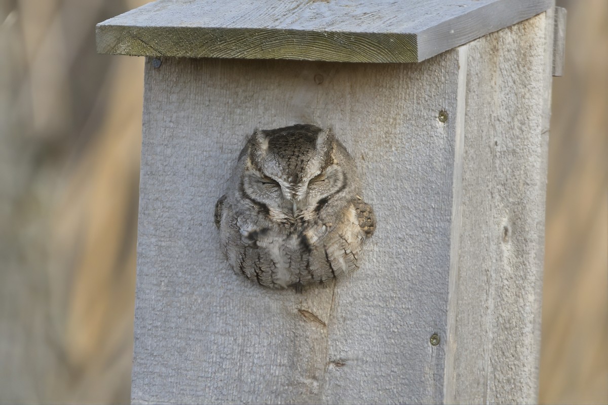Eastern Screech-Owl - ML646075350