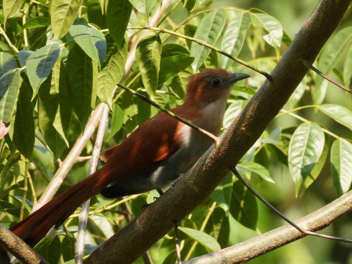 Mexican Squirrel-Cuckoo - ML646075355