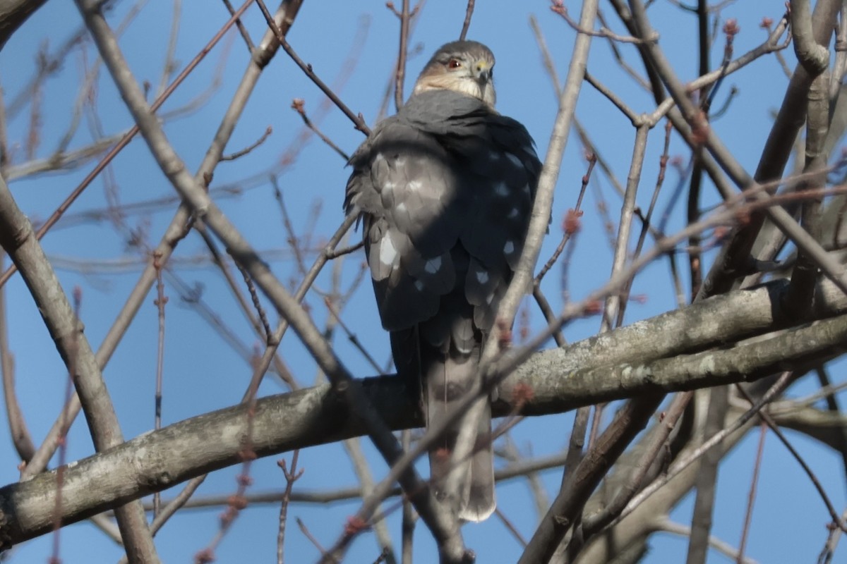 Sharp-shinned Hawk - ML646075357