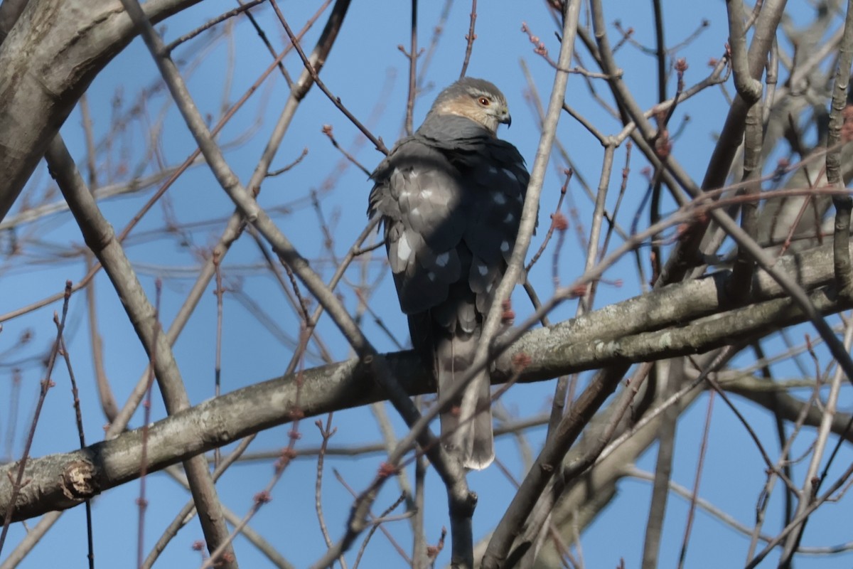 Sharp-shinned Hawk - ML646075366