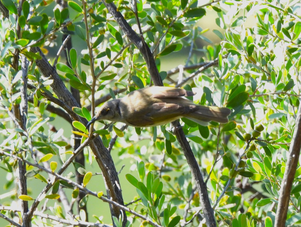 Brown Honeyeater - ML646075375
