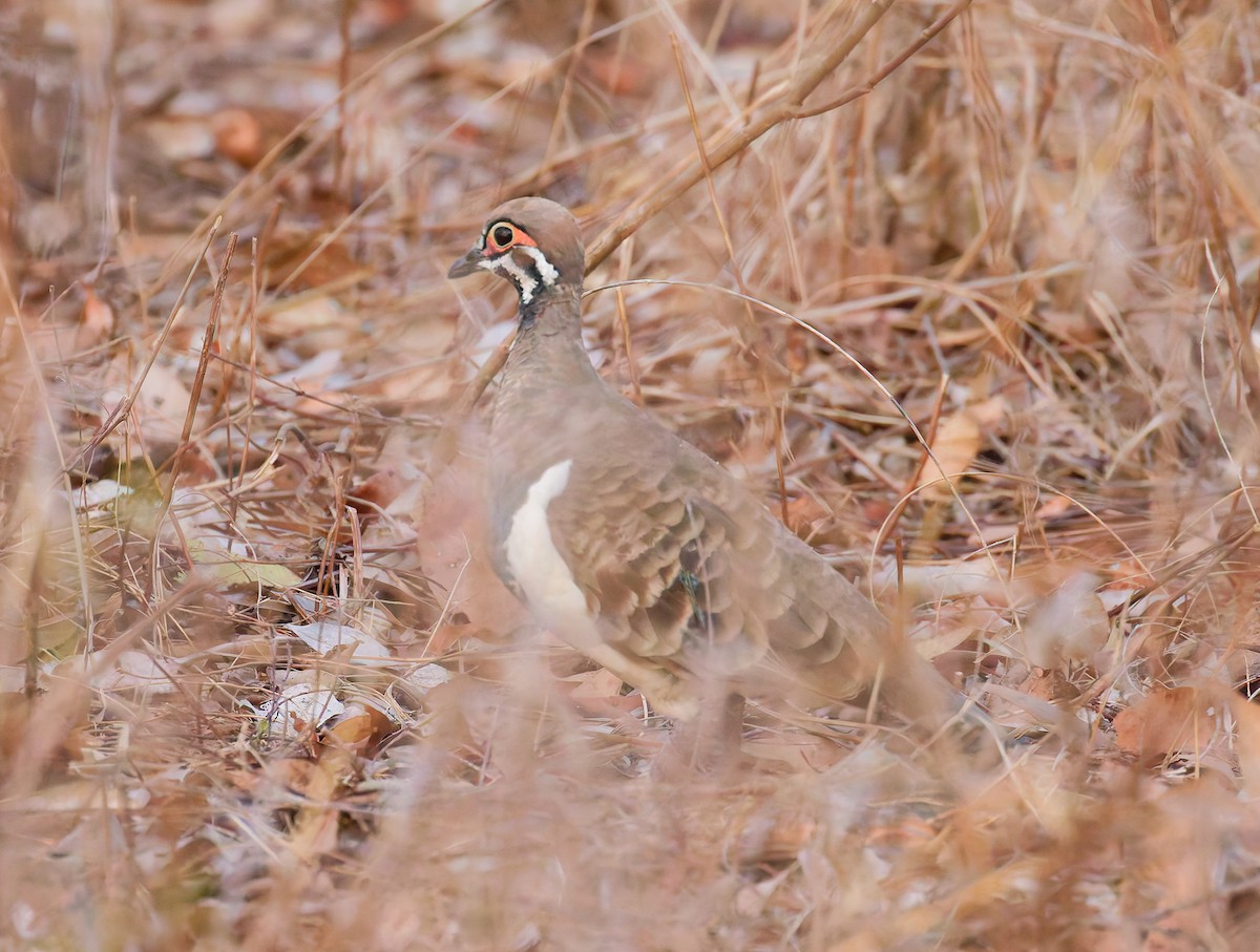 Squatter Pigeon - ML646075381