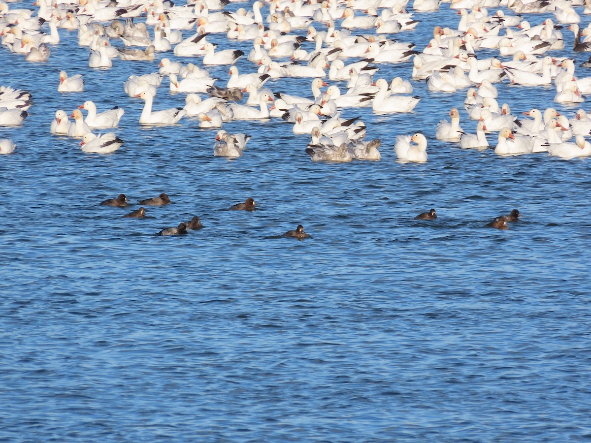 Lesser Scaup - ML646075383