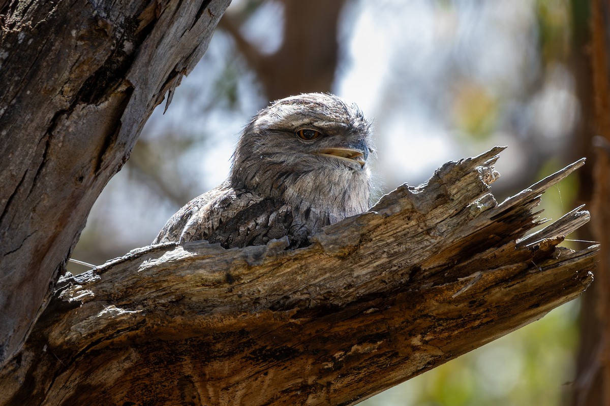 Tawny Frogmouth - ML646075387
