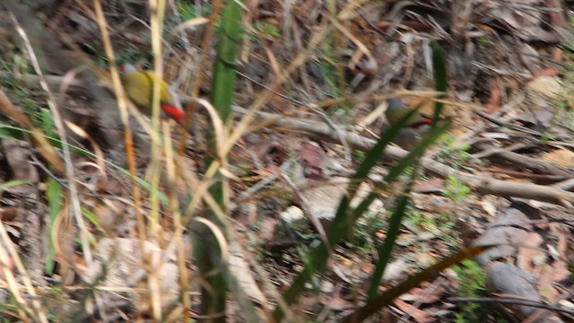 Red-browed Firetail - ML646075389