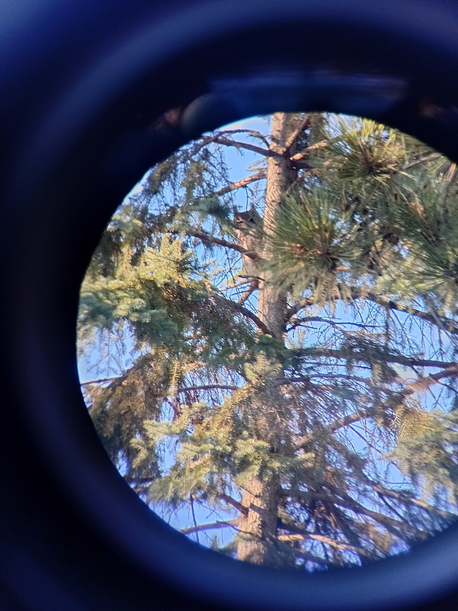 Great Horned Owl - ML646075390