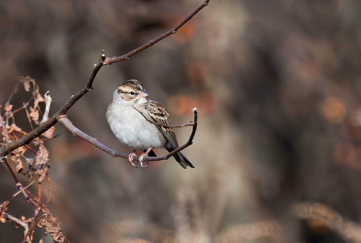 Chipping Sparrow - ML646075394