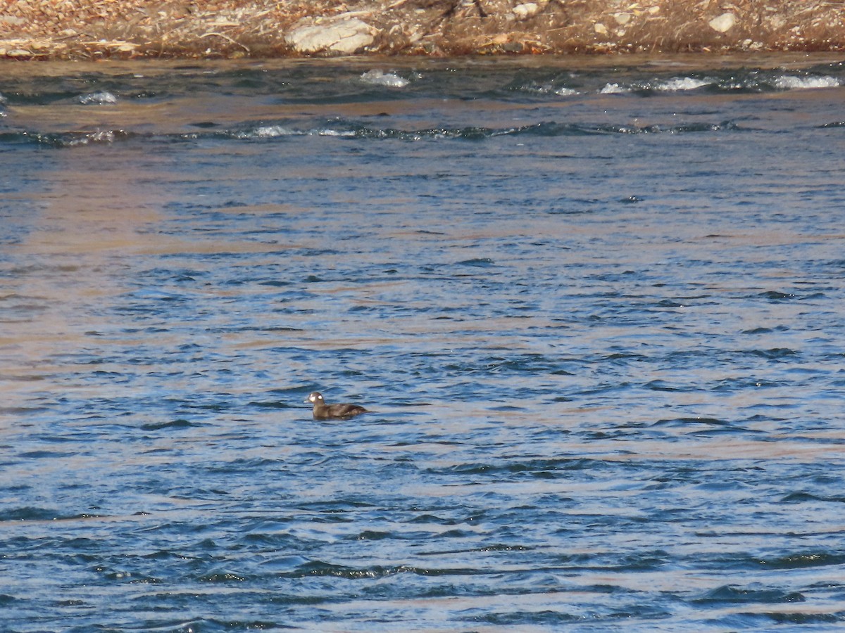 Harlequin Duck - ML646075405