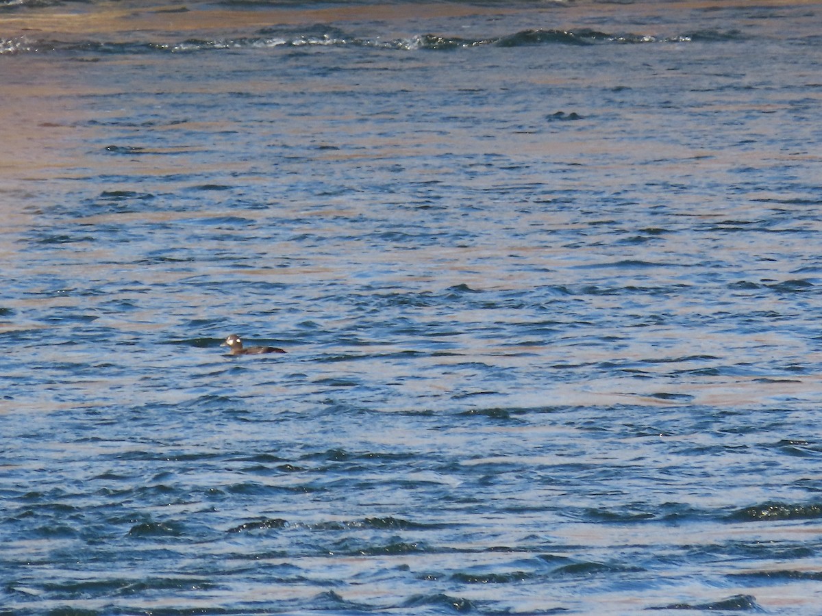 Harlequin Duck - ML646075406