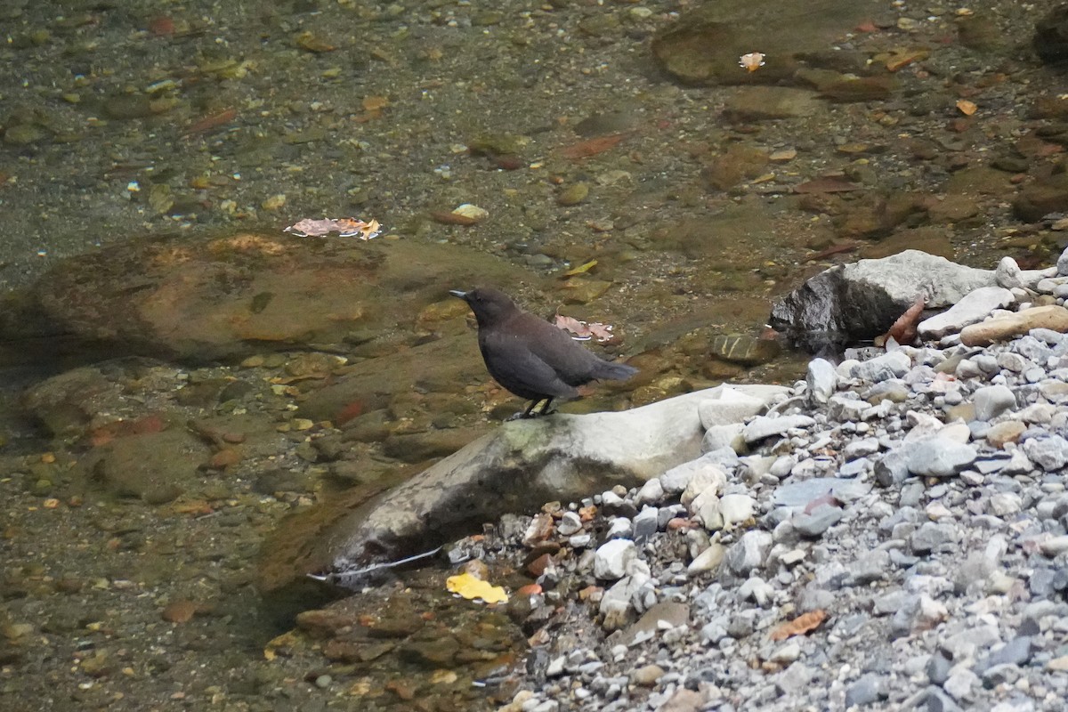 Пронурок бурий - ML646075412