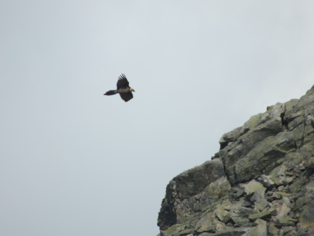 orlosup bradatý - ML646075416