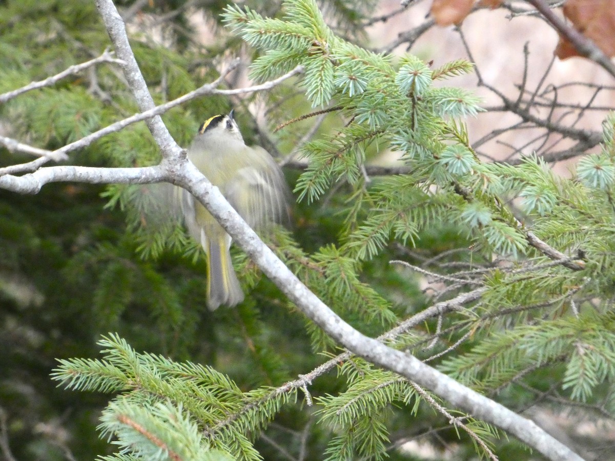 Golden-crowned Kinglet - ML646075421